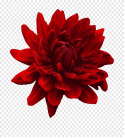 красный цветок георгин иллюстрация, рабочий стол белый цветок синий  георгин, тропический цветок, синий, белый png | PNGEgg